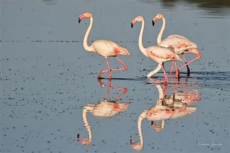 Flamingos at Vermont Salt Pan