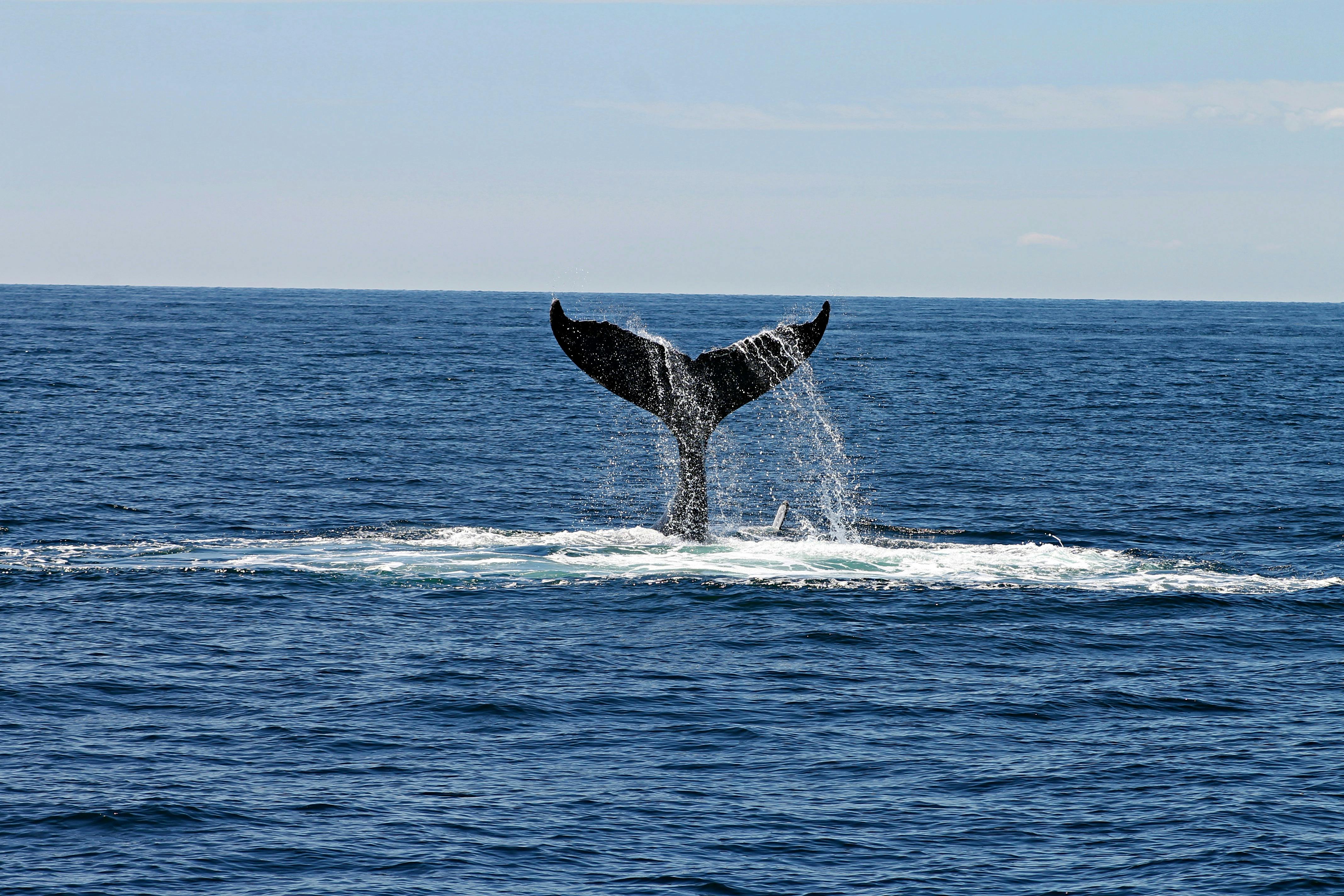 Whale tail diving in Hermanus waters
