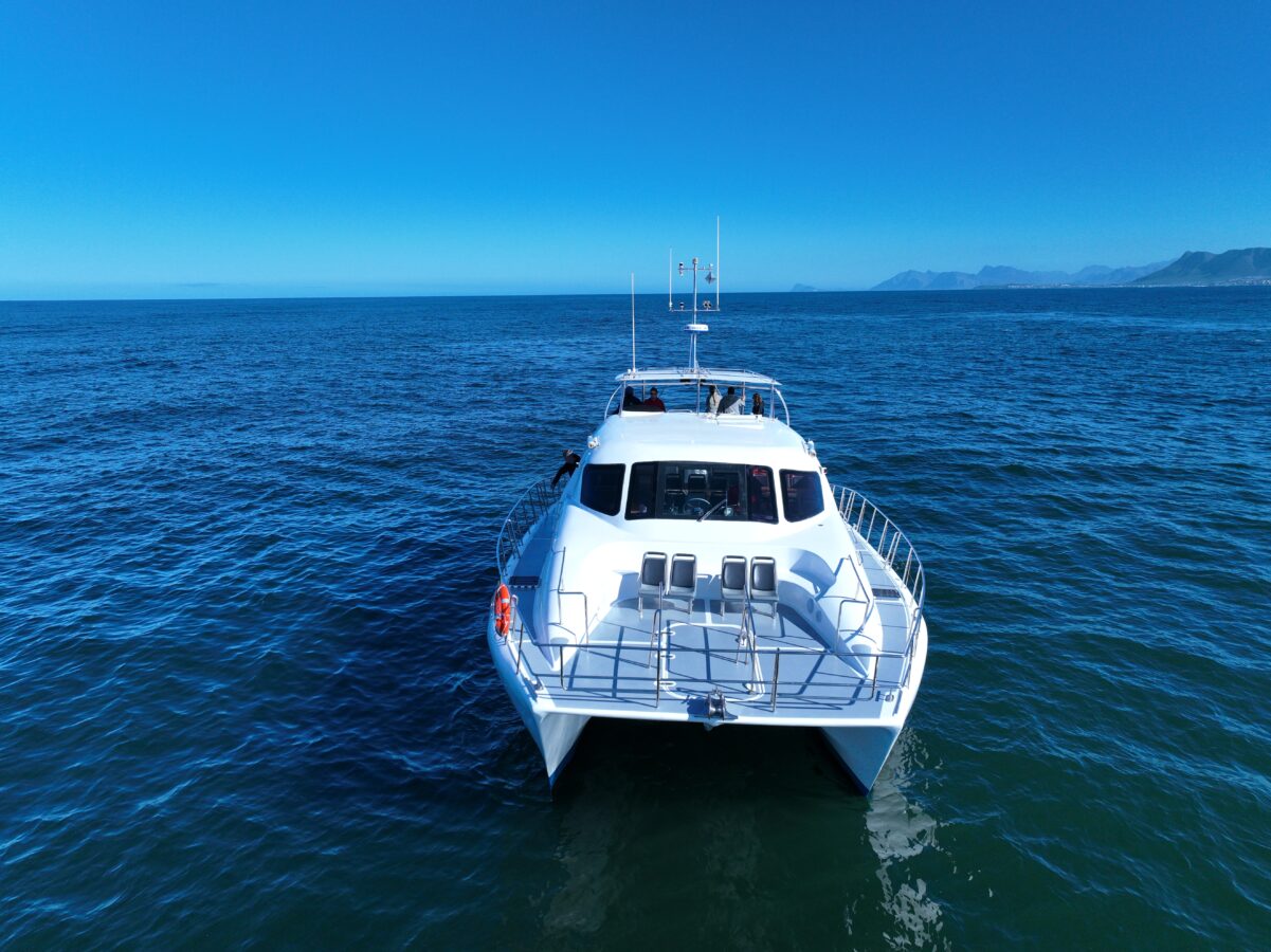 Boat whale watching cruise